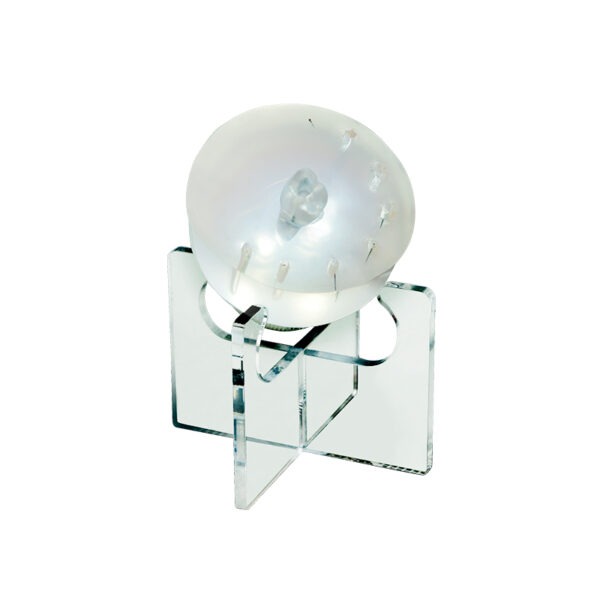 BTR Dental Training Kit Cerkamed - Imagen 3