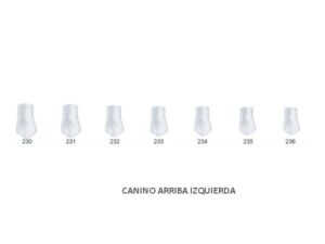 ST5K233 CORONA ACETATO CANINO SUP. IZQ. 5u.