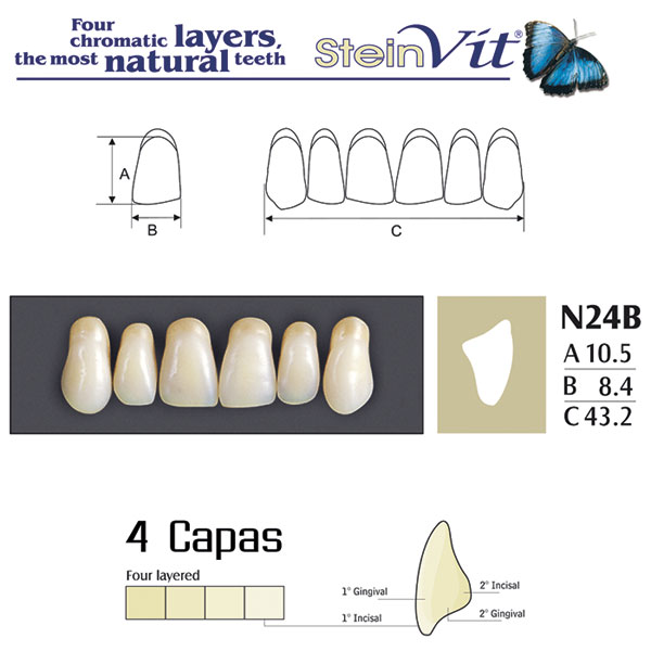 DIENTES STEINVIT N24B UP A2 - Dentalis Iberia