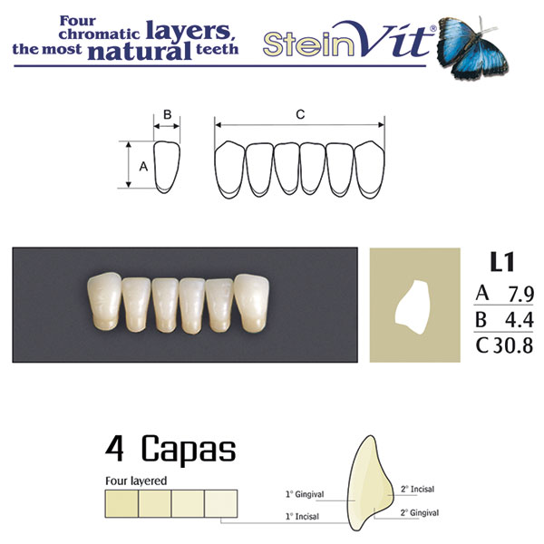 DIENTES STEINVIT L1 LO A2 - Dentalis Iberia