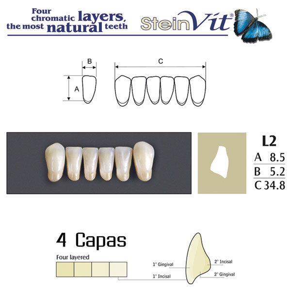 DIENTES STEINVIT L2 LO A2 - Dentalis Iberia