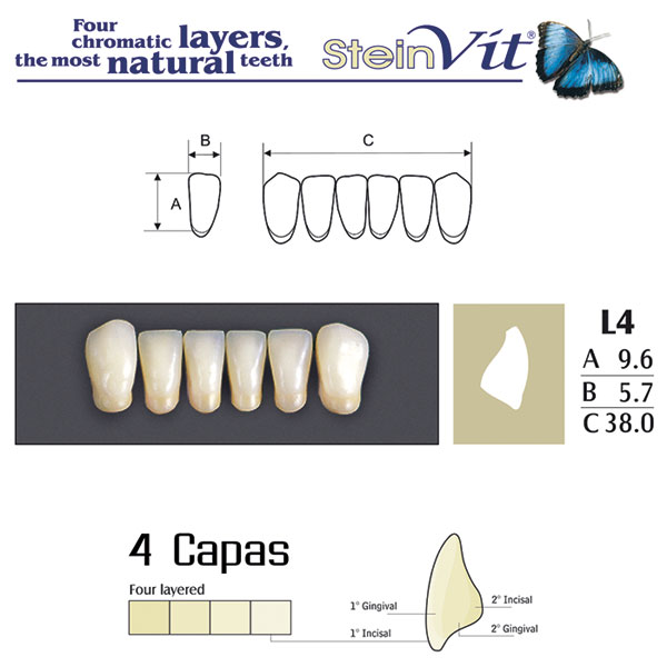 DIENTES STEINVIT L4 LO A2 - Dentalis Iberia