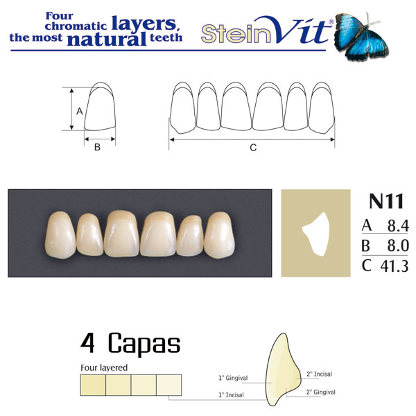 DIENTES STEINVIT N11 UP B2 - Dentalis Iberia