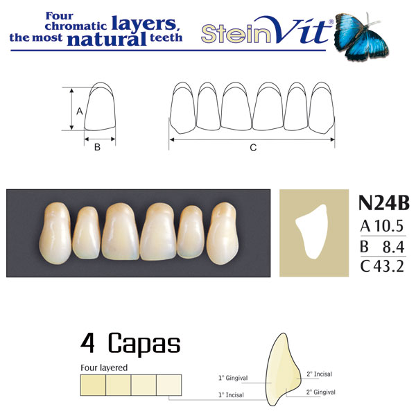 DIENTES STEINVIT N24B UP B2 - Dentalis Iberia