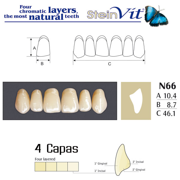 DIENTES STEINVIT N66 UP A1 - Dentalis Iberia