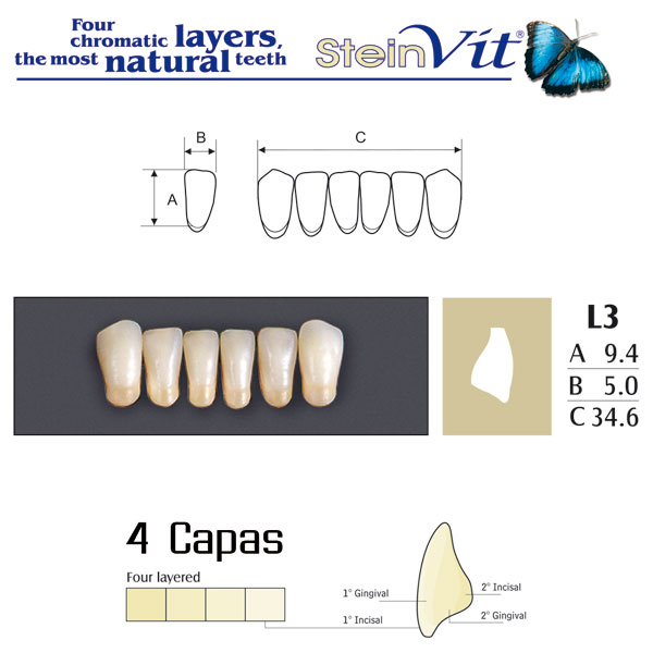 DIENTES STEINVIT L3 LO B2 - Dentalis Iberia