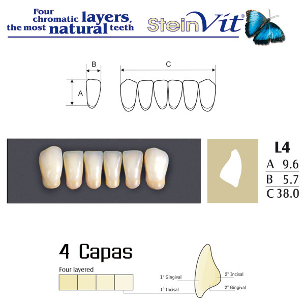 DIENTES STEINVIT L4 LO A1 - Dentalis Iberia